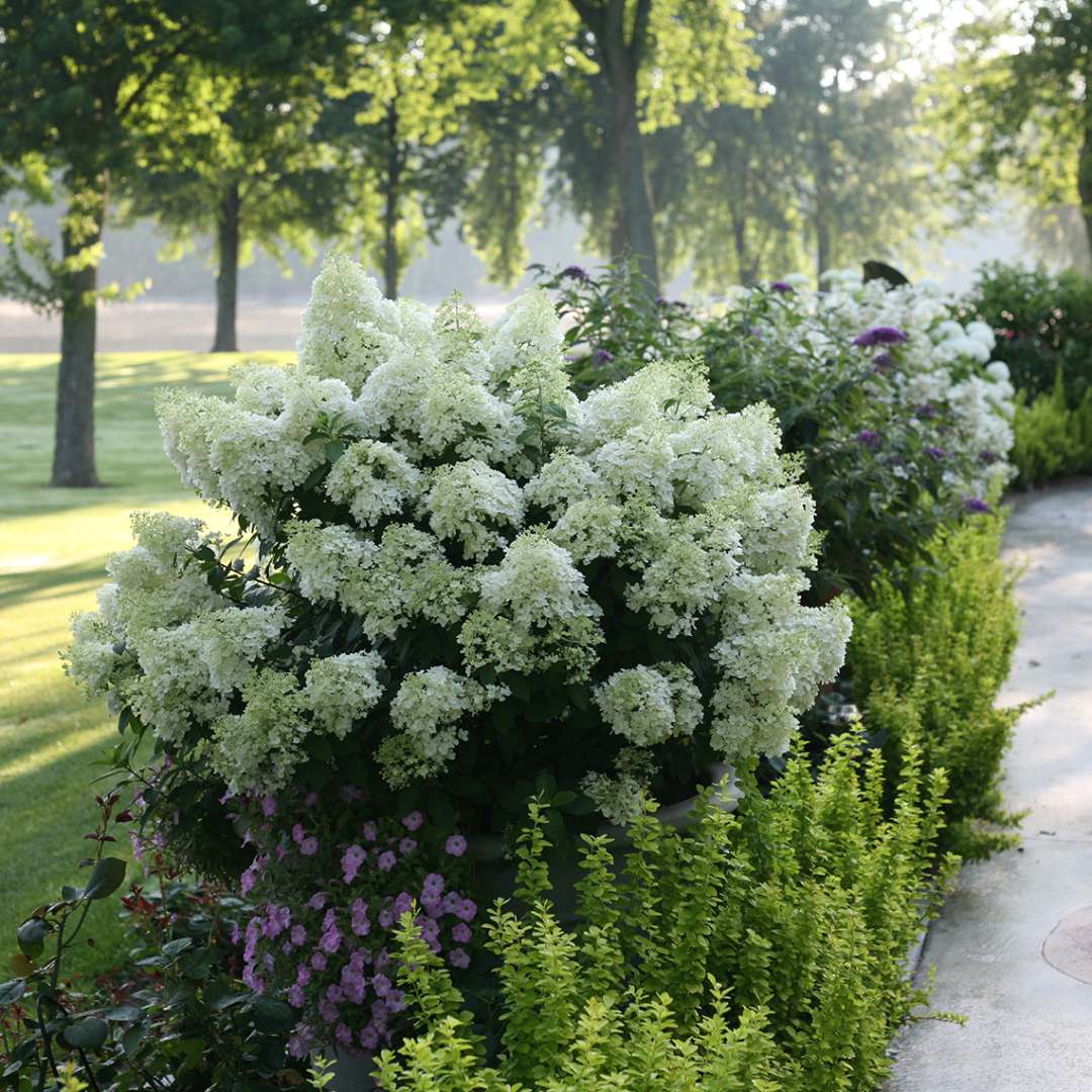 A blooming specimen of Bobo panicle hydrangea in a sunlight summer landscape